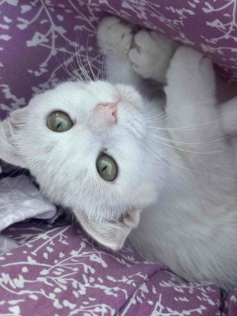 Кошка