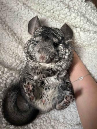 Продам шиншиллу с клеткой