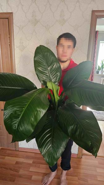 Спатифиллиум сенсация королевский