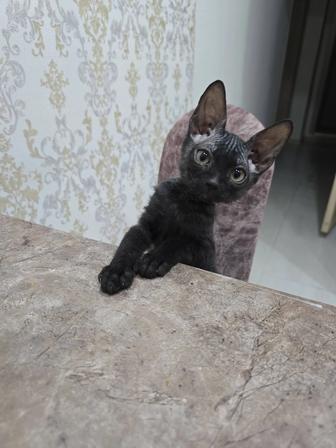 Продаю котенка породы донской сфинкс