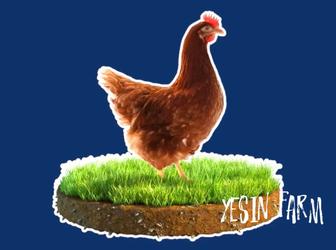 Инкубационные яйца несушка ломан браун для сильного стада