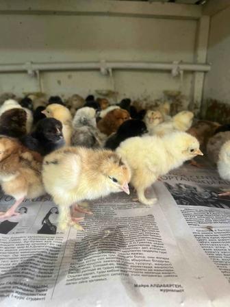 Домашняя птица