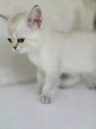 Кошечка и котик британские