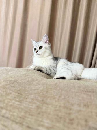 Британская кошка