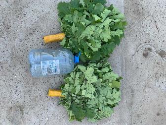 Дубовые веники