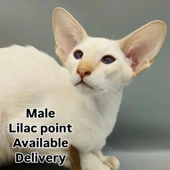 Ориенталы из профессионального питомника.