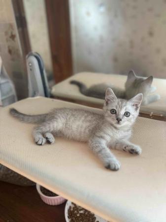 Котенок в хорошие руки