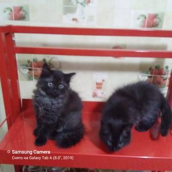 Котята домашние от Сибирской кошки