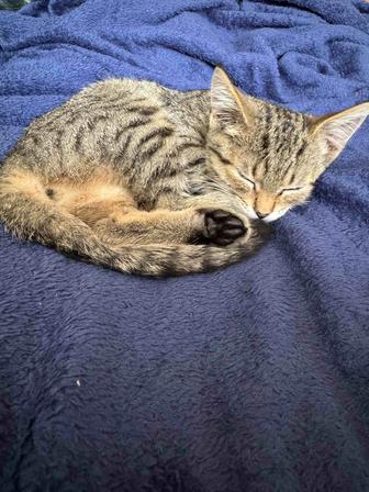 Котенок