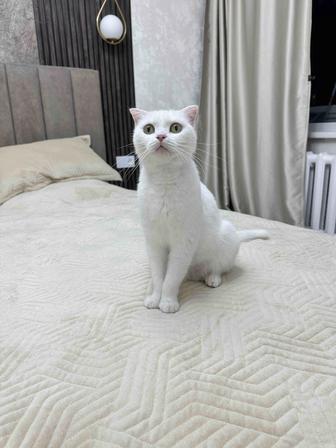 Ищет дом красивая вислоухая кошечка , только ответственным людям !