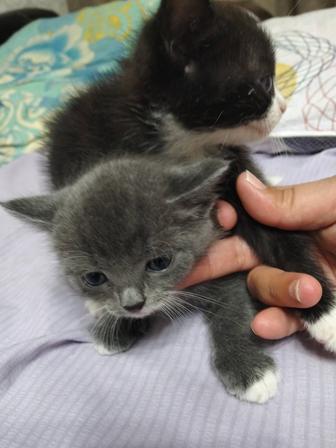 Отдам котят в добрые руки