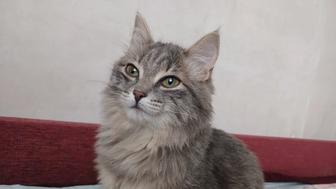 Отдам в добрые руки кошечку