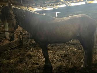 Продам жеребца