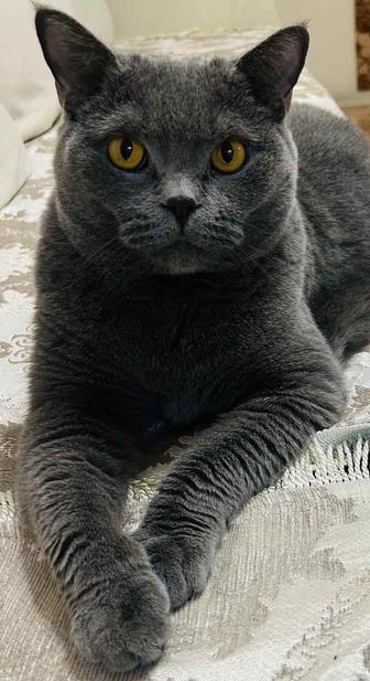Кот британец 6 лет кастрированный