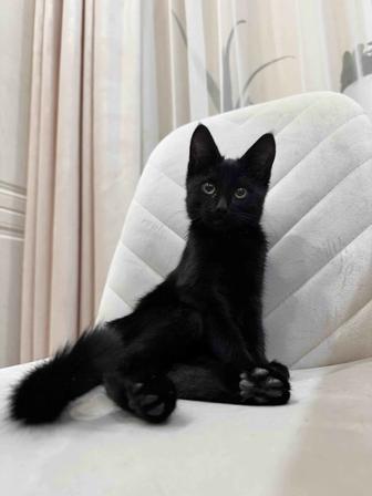 котенок мальчик