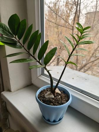 Долларовый цветок(замиокулькас) 1500