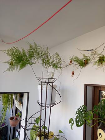 Продам цветок аспарагус