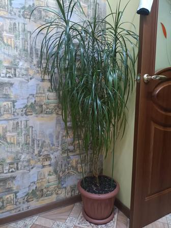 Драцена окаймленная, 145 см