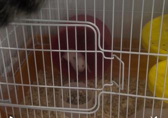 Сирийский хомячок с клеткой, кормом и опилками