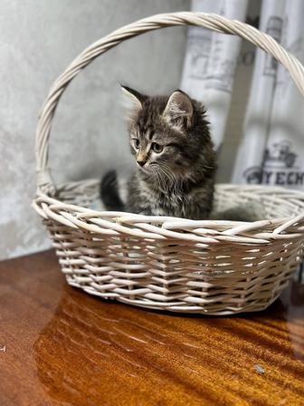 Отдам котят