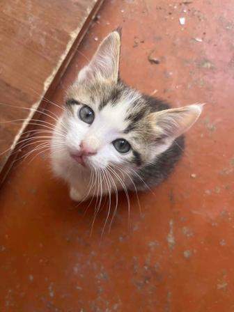 Котенок