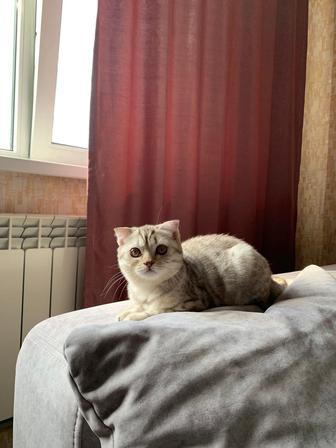 Срочно продам кота