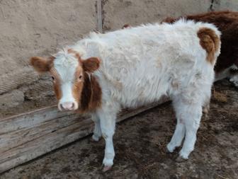 Ұрғашы батпақтар баспак сатылады