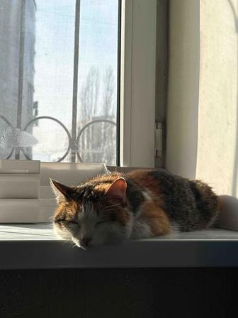 Отдадим кошку бесплатно