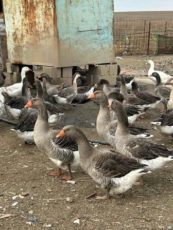 Продам гусей