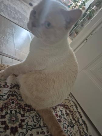 Кот шотландская порода