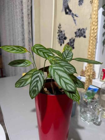 Продам калатею