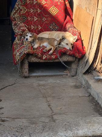 Отдадим собачку в добрые руки