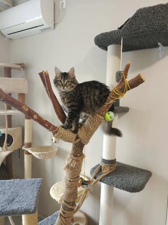 В добрые руки кошка 5 месяцев