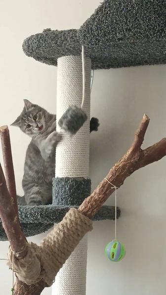 В добрые руки стерилизованная кошка 5 месяцев