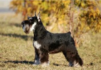 Цвергшнауцер. Вязка. Идеальная родословная.