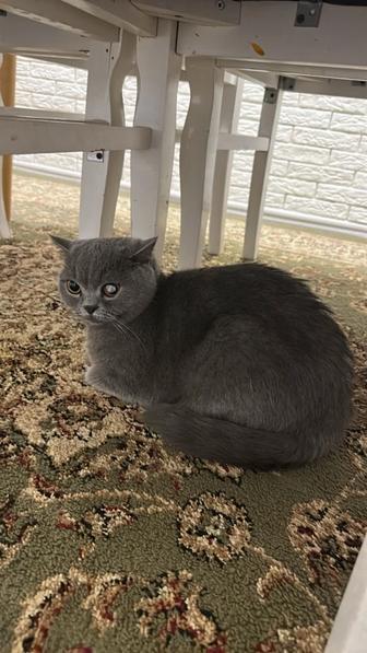 Спаривание кошек