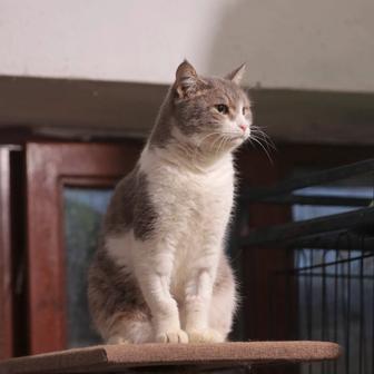 Котики ищат дом