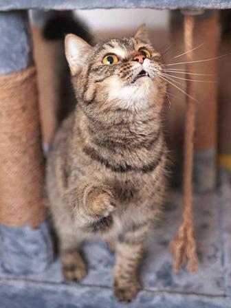 Котики ищат дом