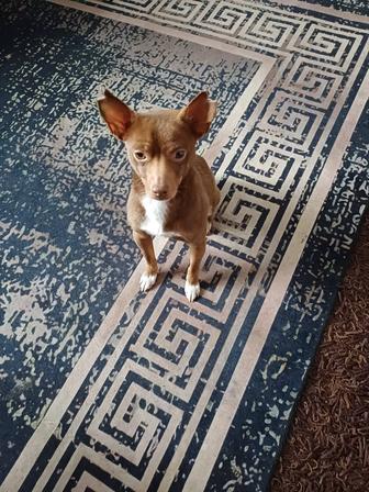 Продам щенка подросток