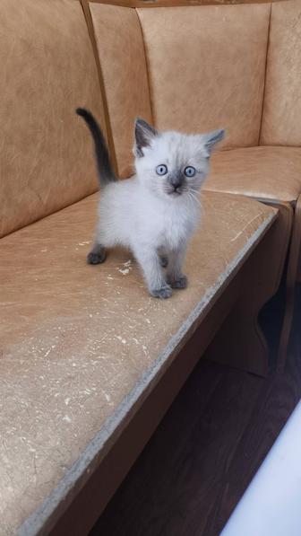 Продаются чистокровные тайские котята