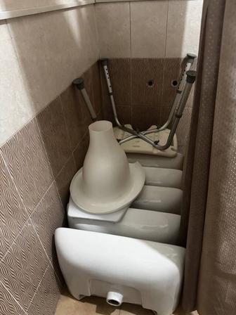 Раковины тюльпаны