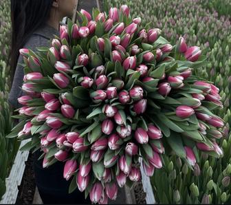 Продажа тюльпанов к 8 марта