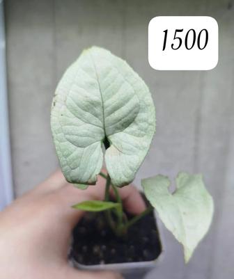 Цветы много разное