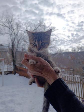 Отдадим котят в добрые руки