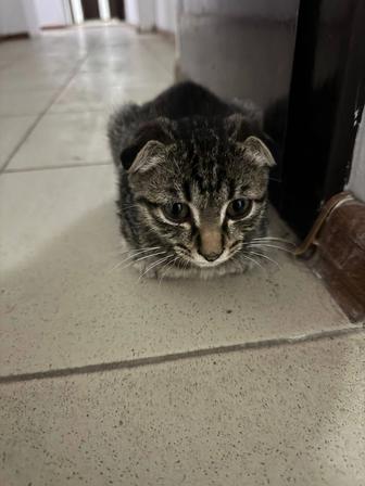 Девочка вислоухая кошка