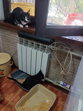 Кошки