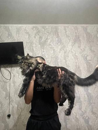 Вязка. Кот породы Мейн Кун ждет невесту. Город Атырау