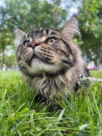 Вязка. Кот породы Мейн Кун ждёт невесту.
