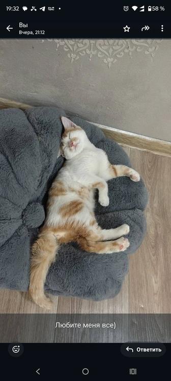 Котёнокв добрые руки