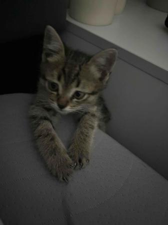 Отдам котенка